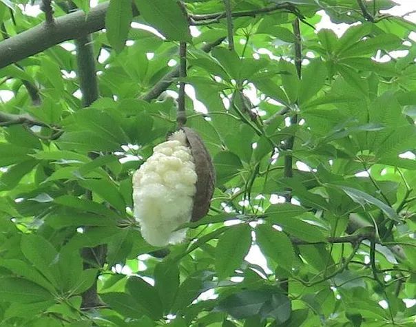 木棉花谢,飞絮飘飘!过敏人群要远离!