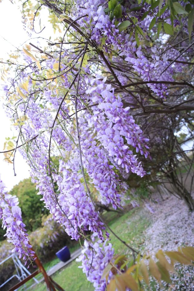 美丽的紫藤花吃起来是什么味道?