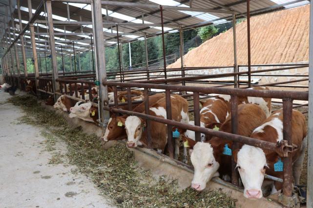 农业农村部鼓励发展肉牛产业,我们可以学习美国,做强养牛产业
