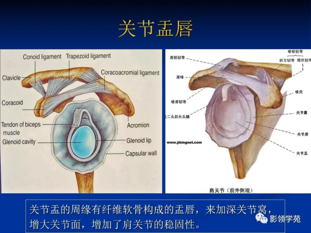 盂肱韧带:盂肱韧带是最重要的肩关节静力稳定装置,为关节