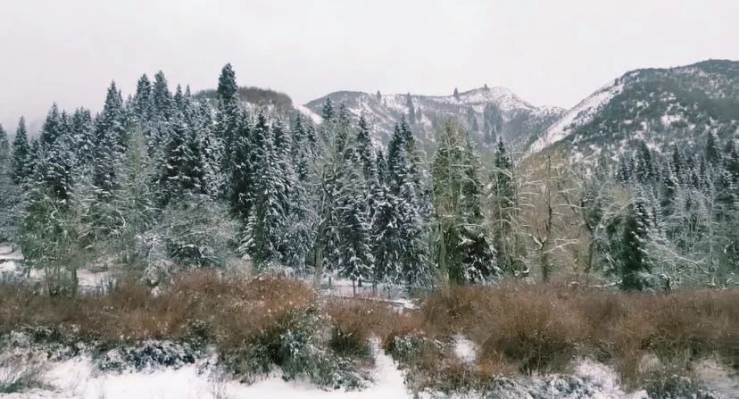 抓住了!天山天池的"春雪"