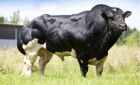 生长肌肉,而且块头也变得更大,这让比利时蓝牛相较于其它的肉牛而言