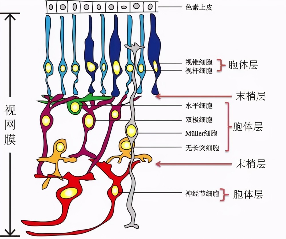 而能对光线进行反应且分辨的只有感光细胞,那么,由感光细胞优先享受最