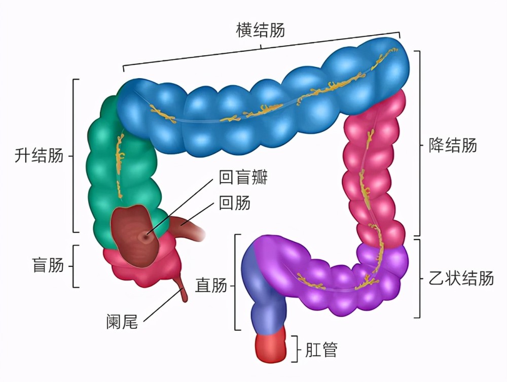 人体肠道结构./ 全景视觉