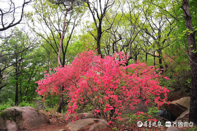 花开齐鲁来赏花啦日照五莲山杜鹃花开娇艳明媚可以这么美