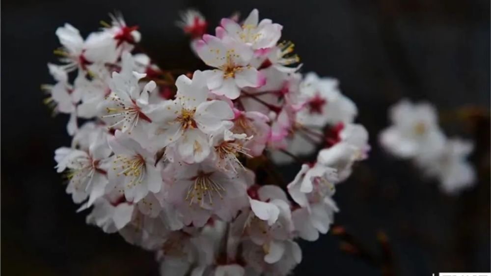 武汉樱花|赴一场樱花之约