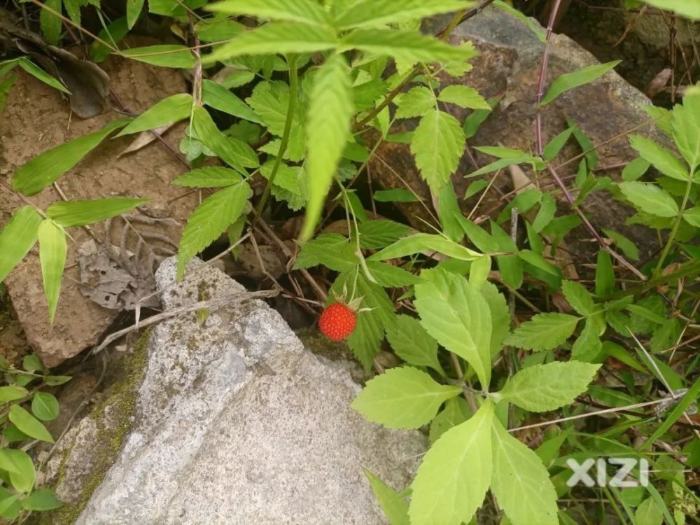 惠东曾随处可见的"三月泡"成熟了,如今越来越少,也少人吃