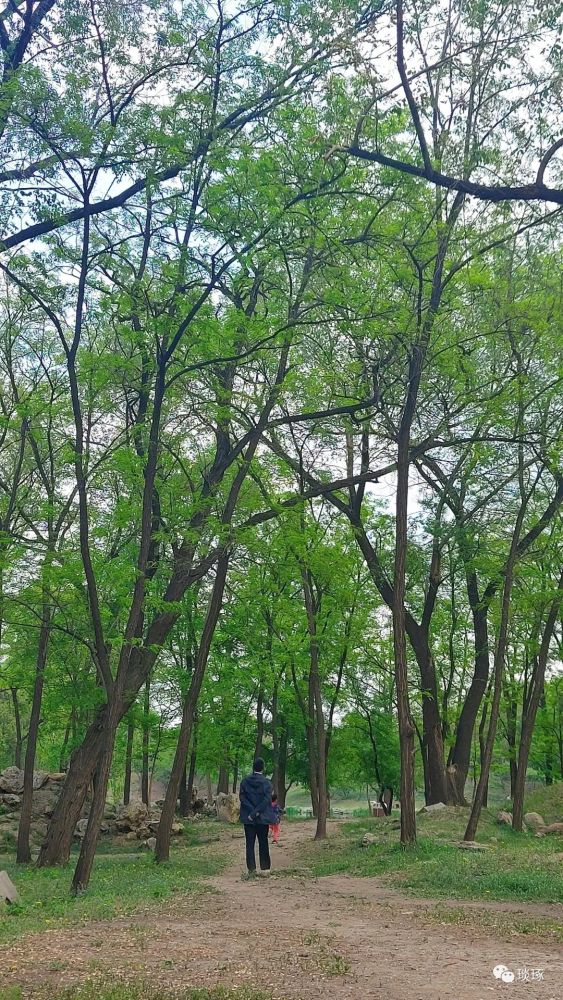 什么状叶茂成语_根深叶茂