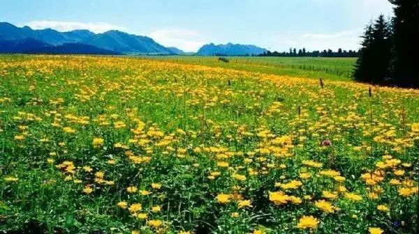 乌鲁木齐南山菊花台草原