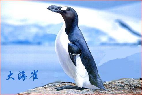 用大炮轰野驴,把海雀当食物,被殖民者灭绝的世界十大国宝动物