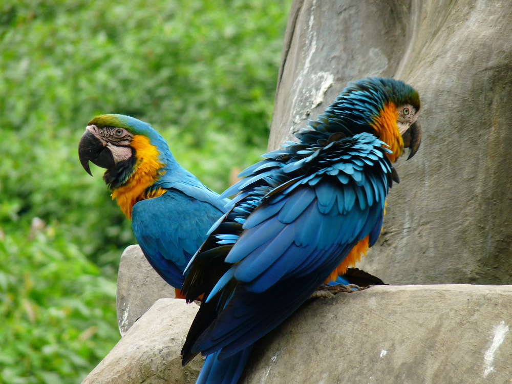 每个品种都有独特的羽色,同时也是体型最大的鹦鹉,其中紫蓝金刚鹦鹉的