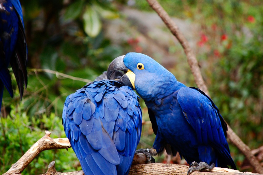 热带雨林中的鸟类大力士金刚鹦鹉五彩斑斓且巧言善辩