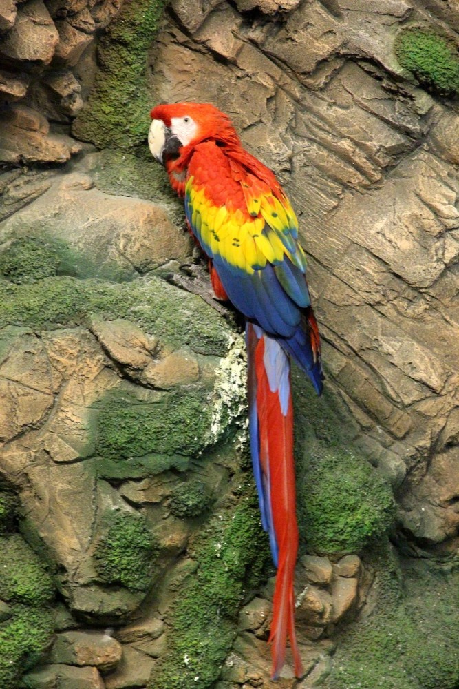 热带雨林中的鸟类大力士——金刚鹦鹉,五彩斑斓且"巧言善辩"