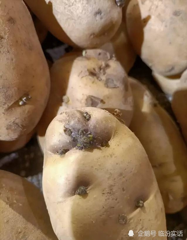 临汾一超市售卖的土豆发芽了