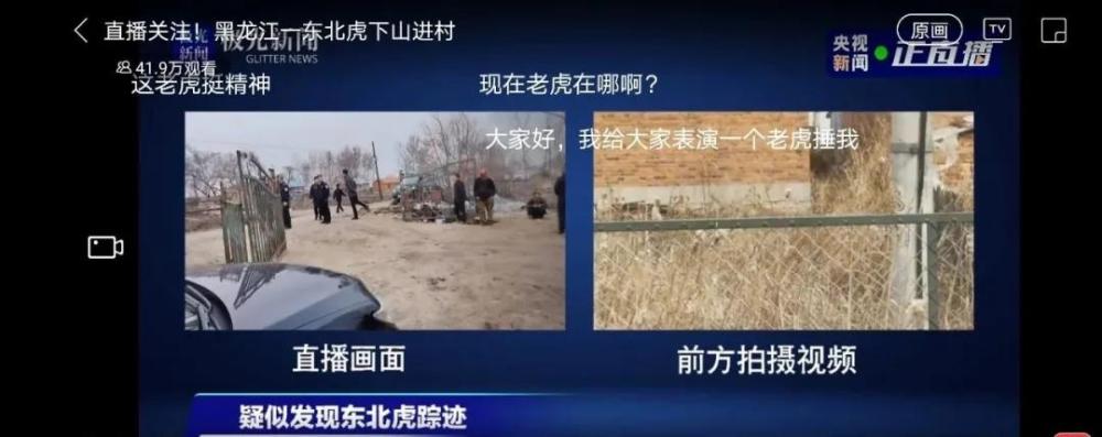 黑龙江野生东北虎进村咬人,惊恐现场曝光:太震撼了!