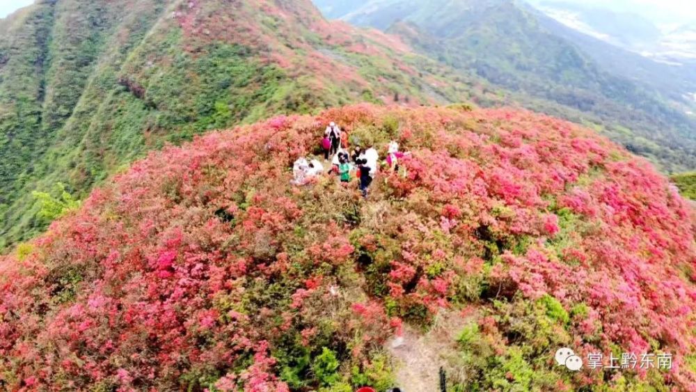 美不胜收!丹寨龙泉山上万亩杜鹃竞相绽放