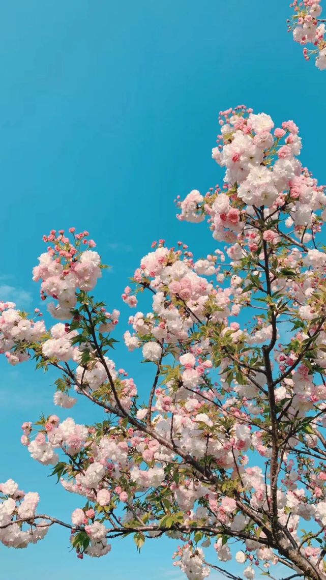 壁纸|樱花壁纸梦幻少女心