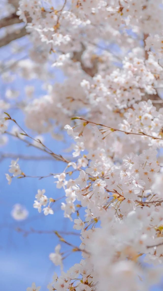 壁纸|樱花壁纸梦幻少女心