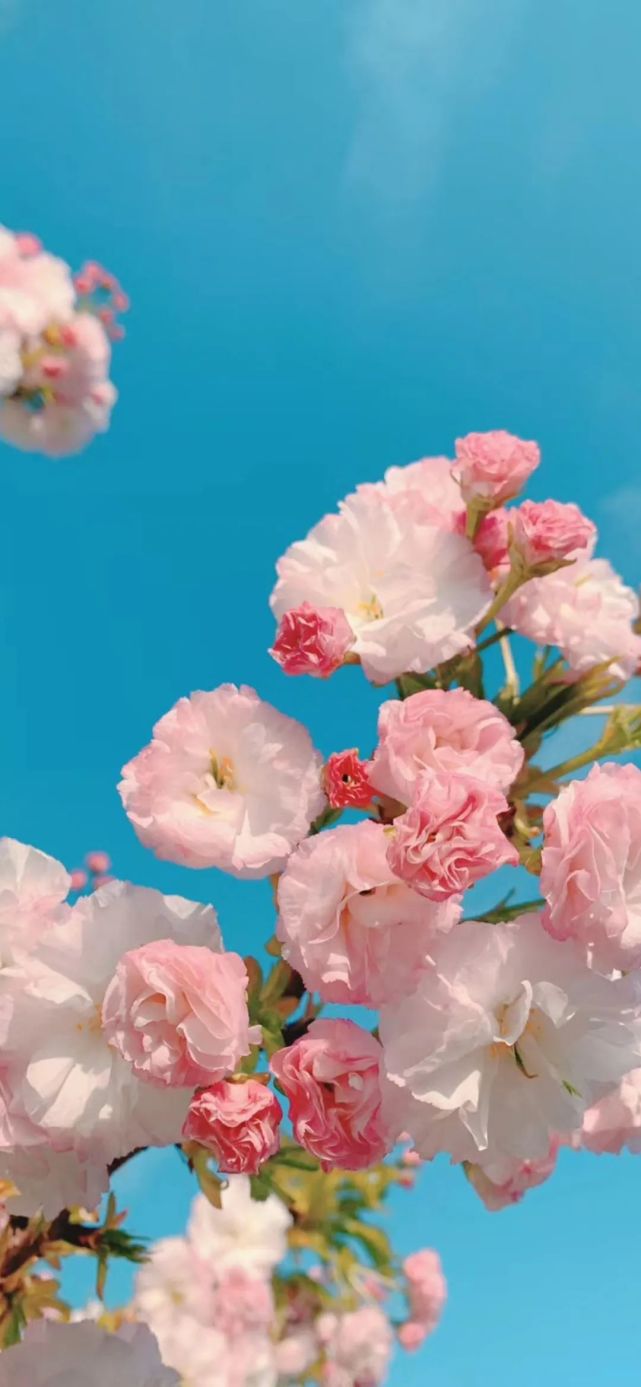 壁纸|樱花壁纸梦幻少女心