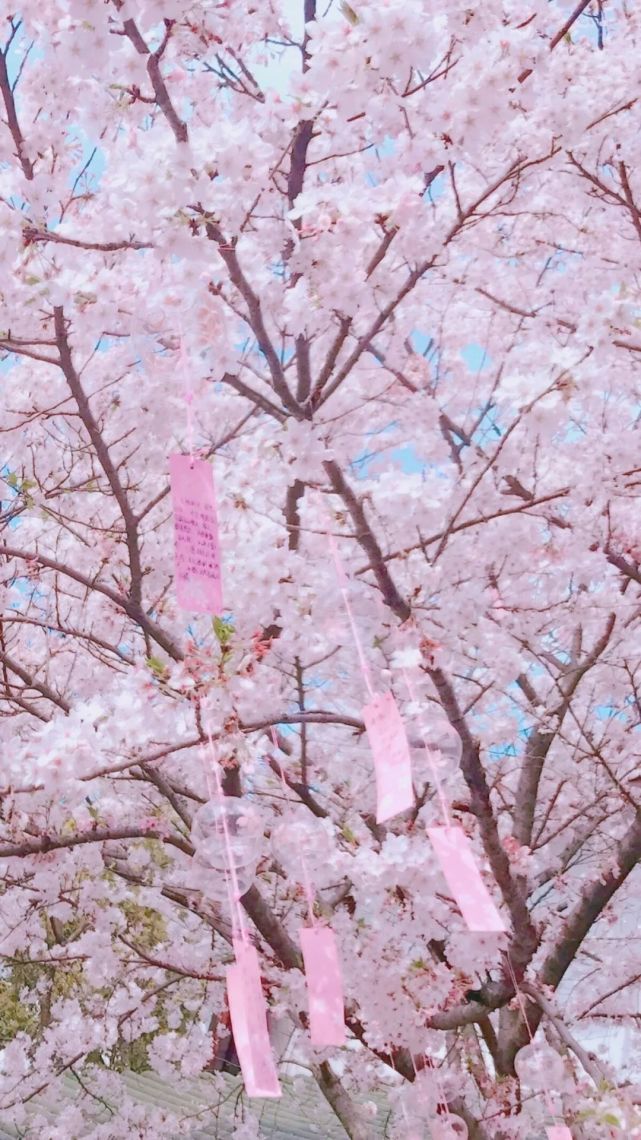 壁纸|樱花壁纸梦幻少女心