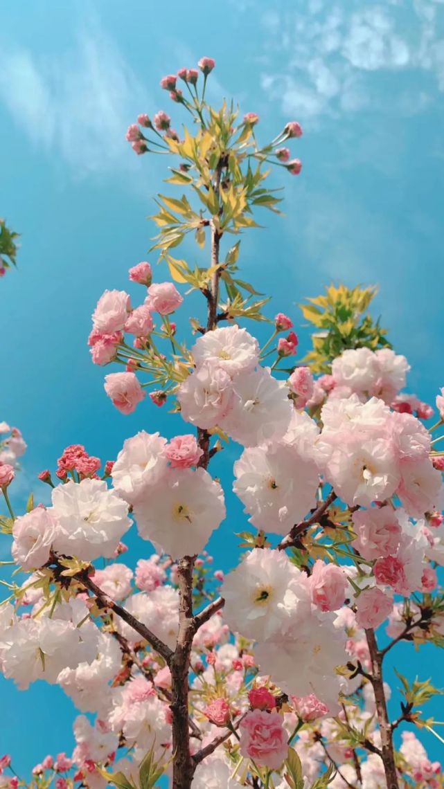 壁纸|樱花壁纸梦幻少女心