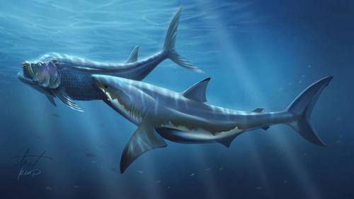 盘点世界上的鲨鱼,鲨鱼有先祖吗?它们长的啥样子?