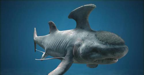 盘点世界上的鲨鱼,鲨鱼有先祖吗?它们长的啥样子?