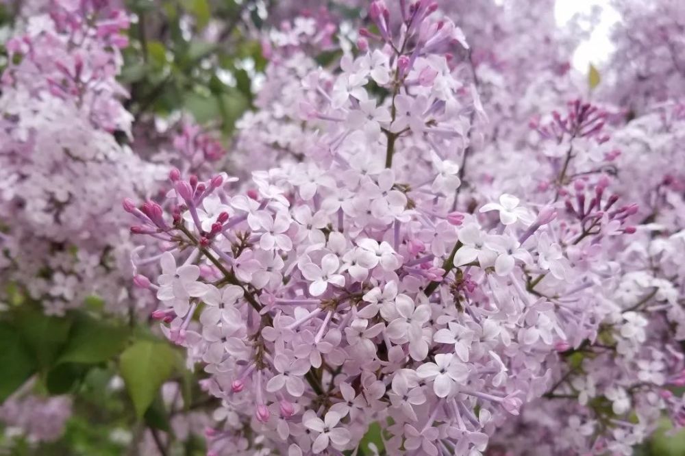 随着哈尔滨丁香花美名远播,越来越多的游客慕名来到"丁香城,只为一睹