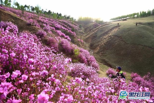 宁安市公布第四届达子香赏花节旅游观赏线路