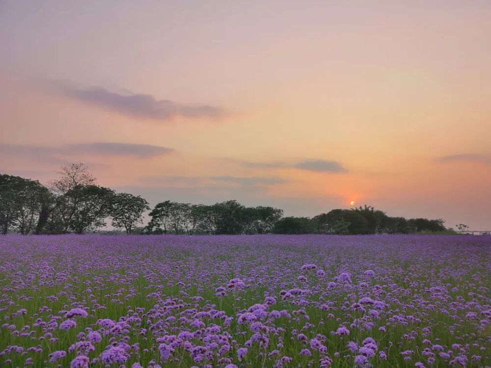 在夕阳的余辉下 又是别样一番风味 花海与晚霞交相辉映 绘就唯美浪漫