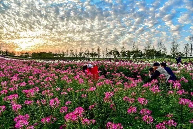 丰城国家aaaa景区中国爱情花卉小镇玫瑰花海 动物乐园盛大开园啦!