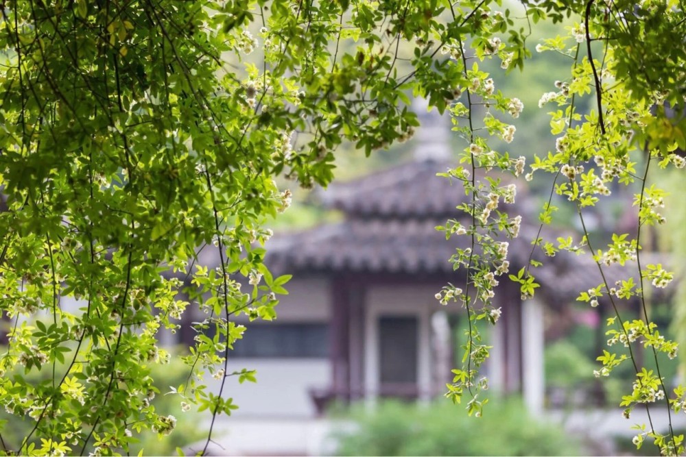 云想衣裳花想容春风拂槛露华浓