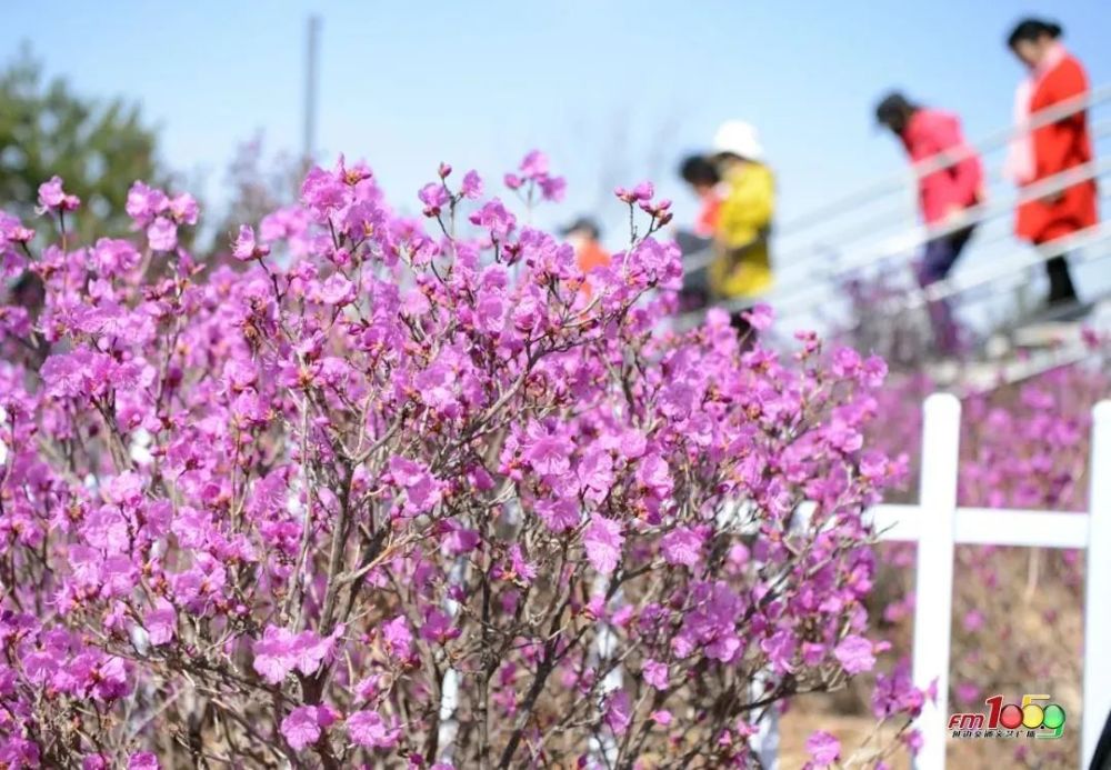 金达莱花开了,还有好山好水好人家,五一旅游来延边吧!
