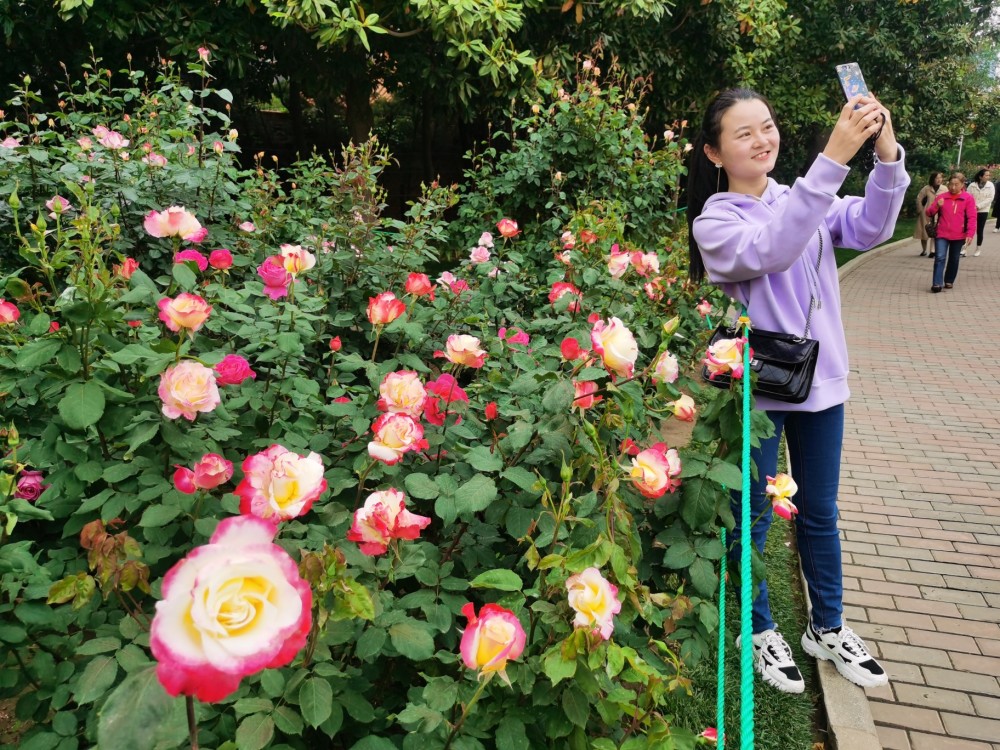 郑州月季花展来啦!40余万株月季盛放,速来打卡