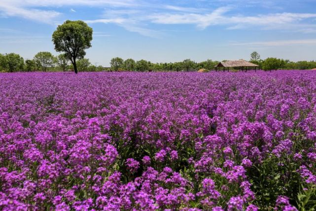 2021国内首个大型网红紫黛花海旅游节,全市男女都免费,5月1日开园!