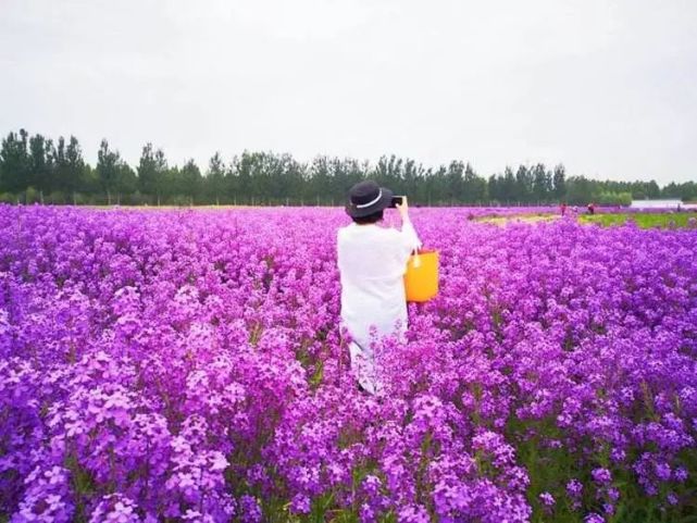 2021国内首个大型网红紫黛花海旅游节,全市男女都免费,5月1日开园!