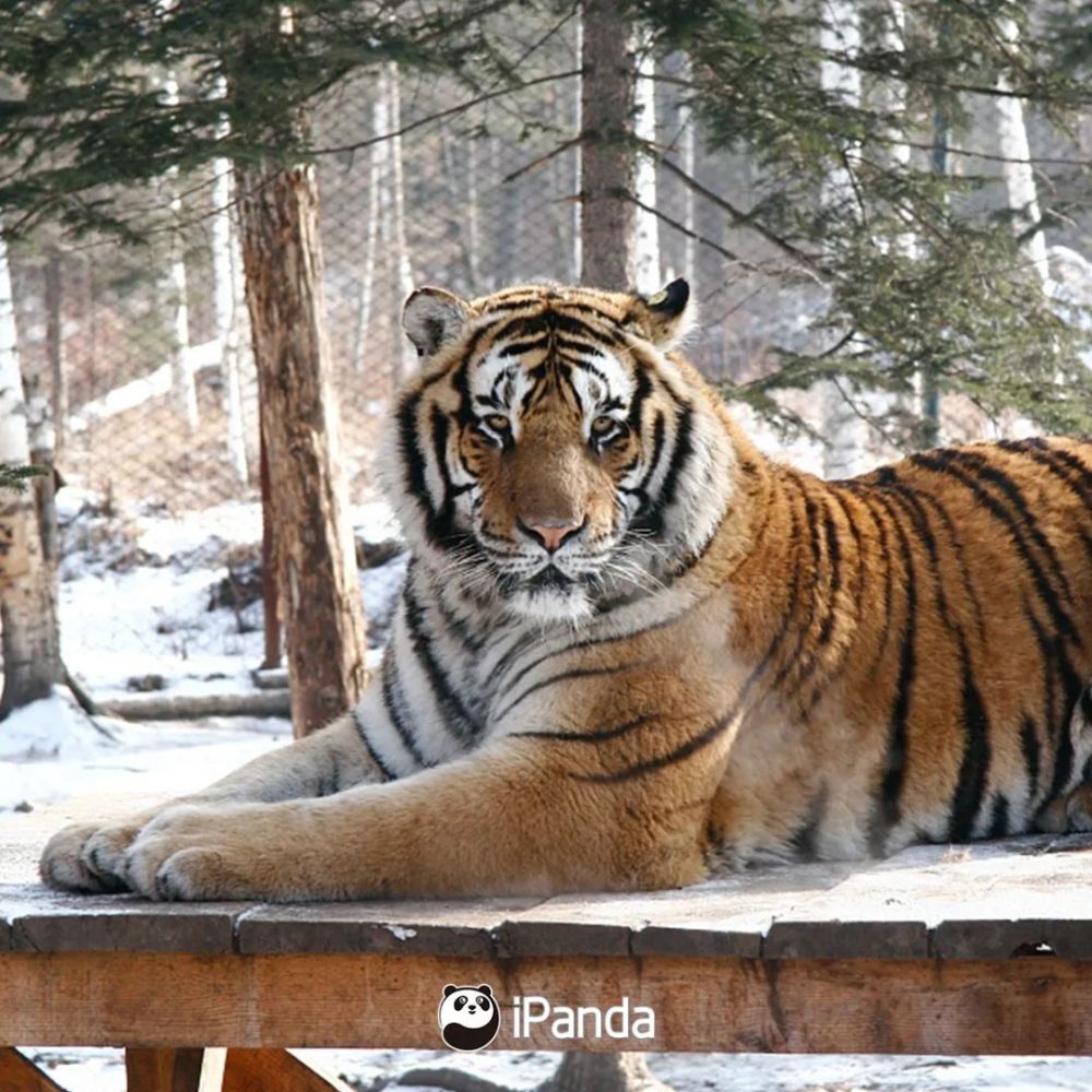 大熊猫打得过老虎吗?