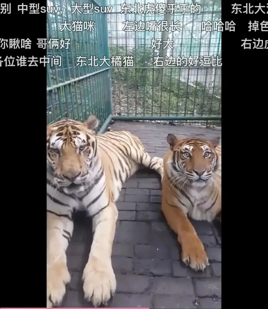 大熊猫打得过老虎吗?