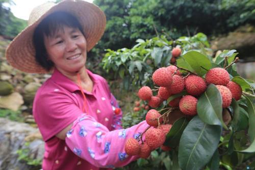 市政府常务会议:东莞扩大观音绿,冰荔,岭丰糯等荔枝