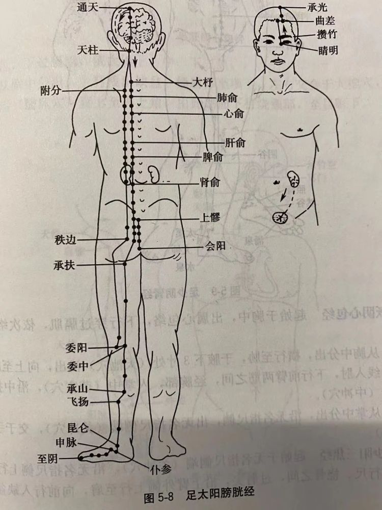 十二经络的循行部位与表里关系2