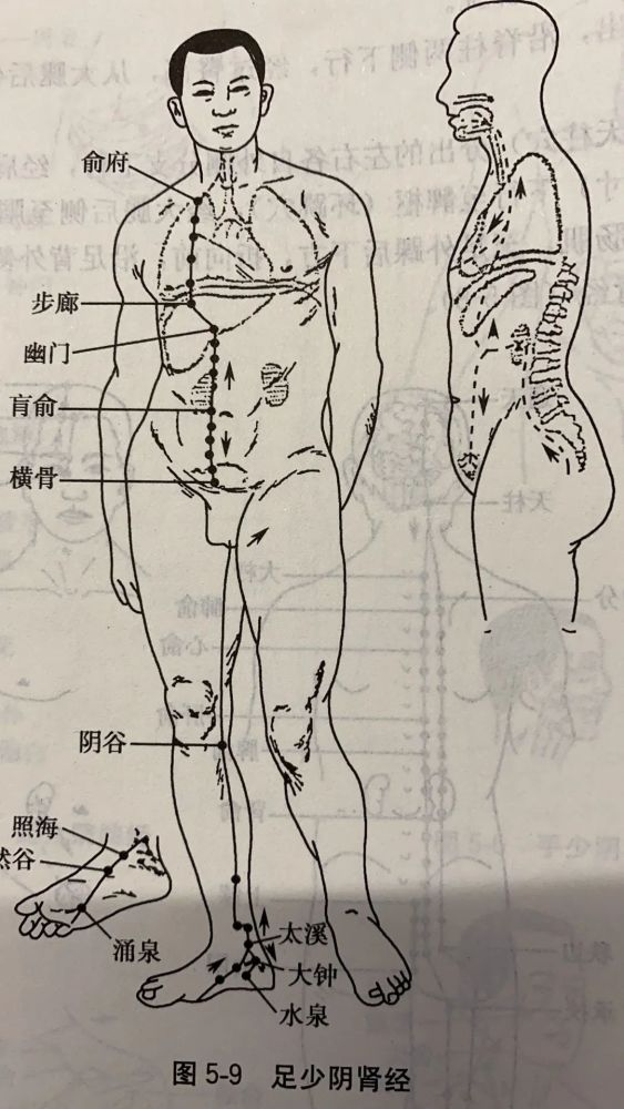 十二经络的循行部位与表里关系(2)