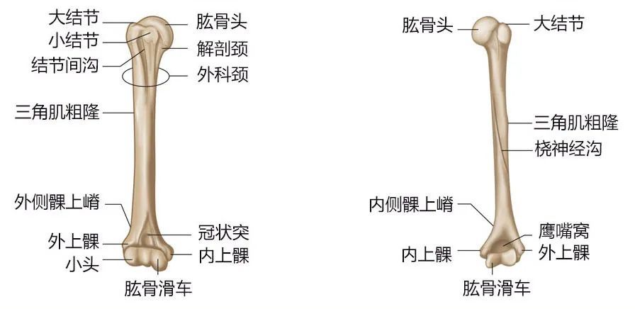 肩关节复合体骨骼功能分解