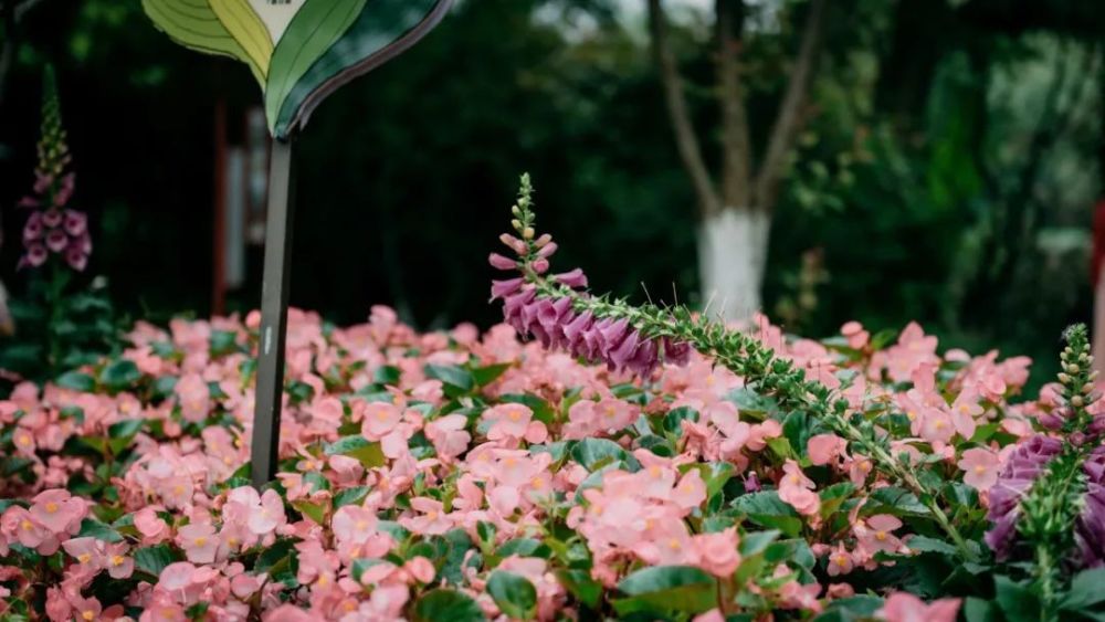 2021·西溪花朝节