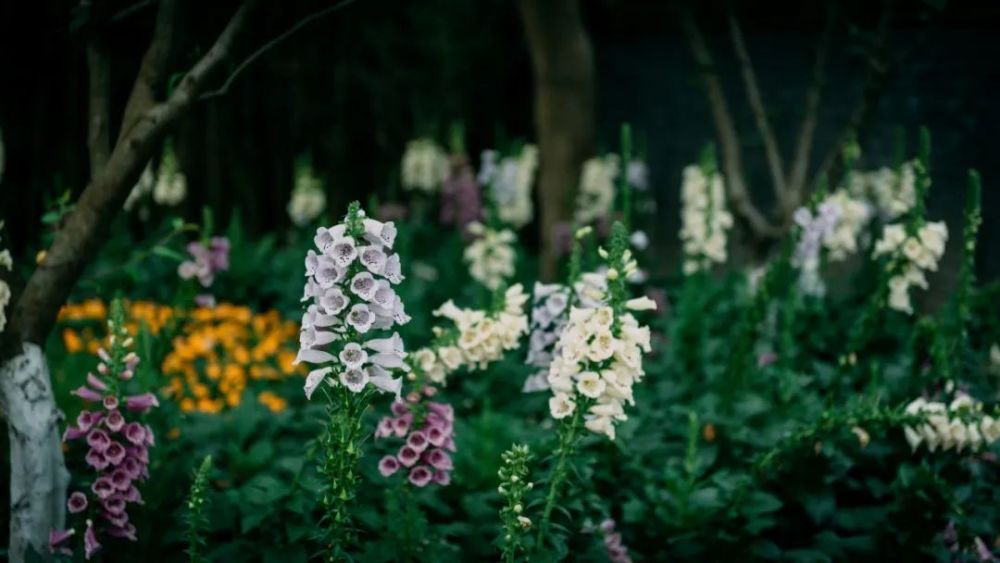 2021·西溪花朝节
