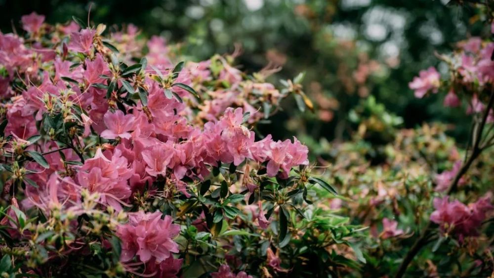 2021·西溪花朝节