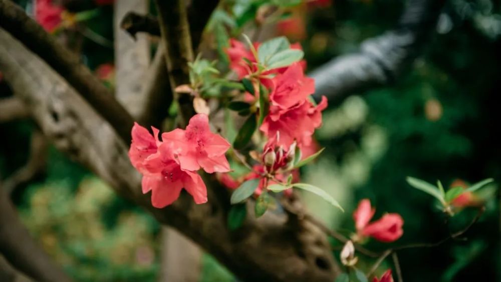 2021·西溪花朝节