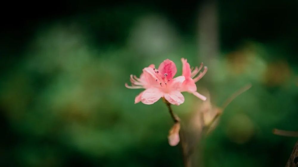 2021·西溪花朝节