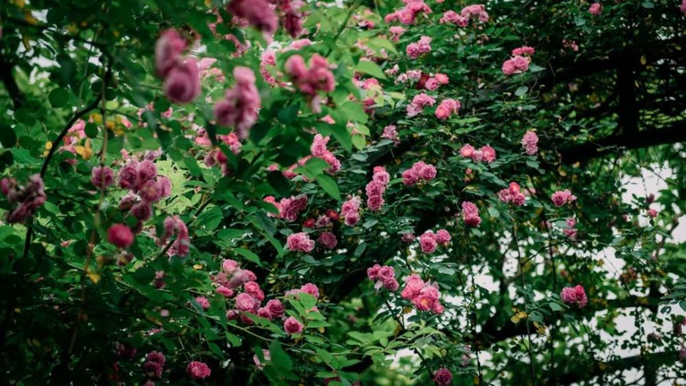 2021·西溪花朝节