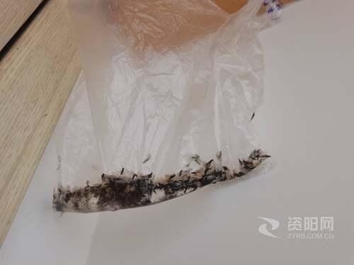 资阳人 家中发现白蚁可联系专业人员上门灭杀