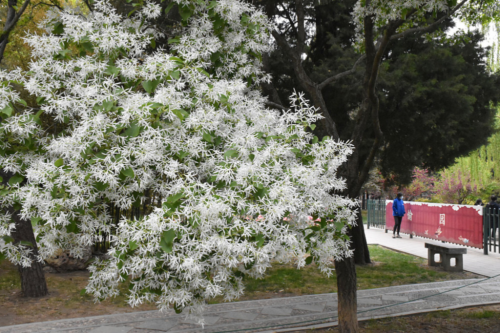 北京中山公园流苏树开白花洁白似雪惹人醉